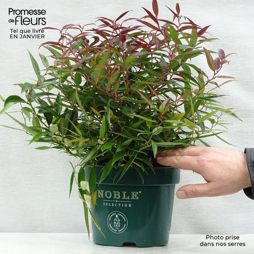 Leucothoe keiskei Burning Love Pot de 2L/3L sample as delivered in winter