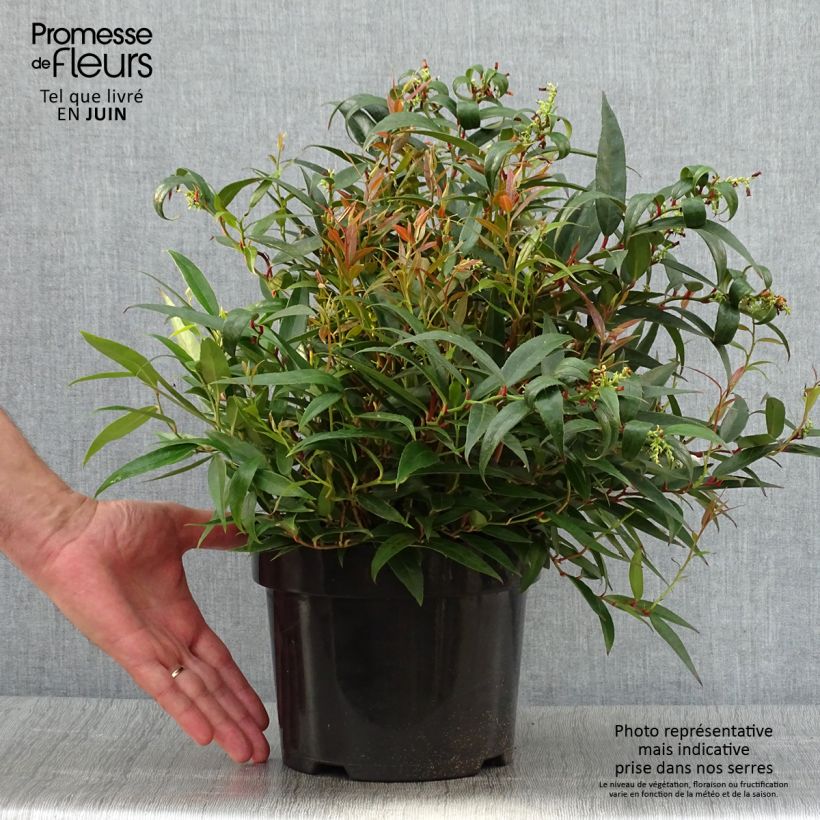 Leucothoe keiskei Burning Love 2L/3L pot sample as delivered in summer