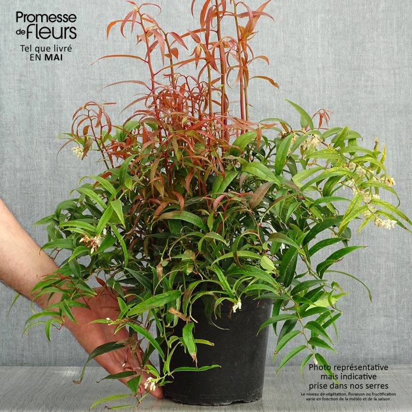 Leucothoe keiskei Halloween Pot de 4L/5L sample as delivered in spring