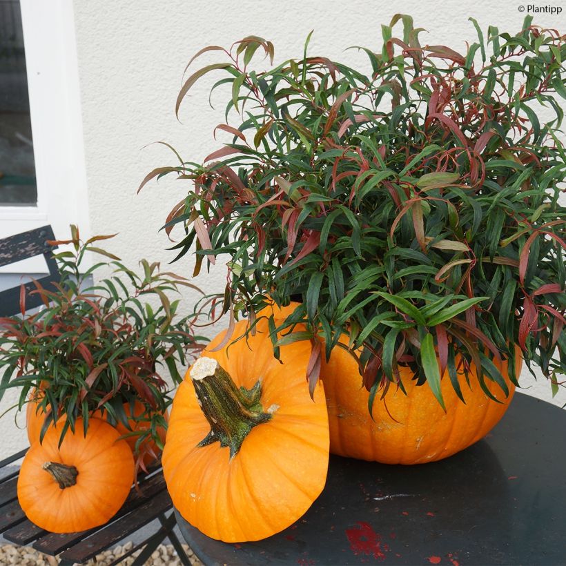 Leucothoe keiskei Halloween (Plant habit)