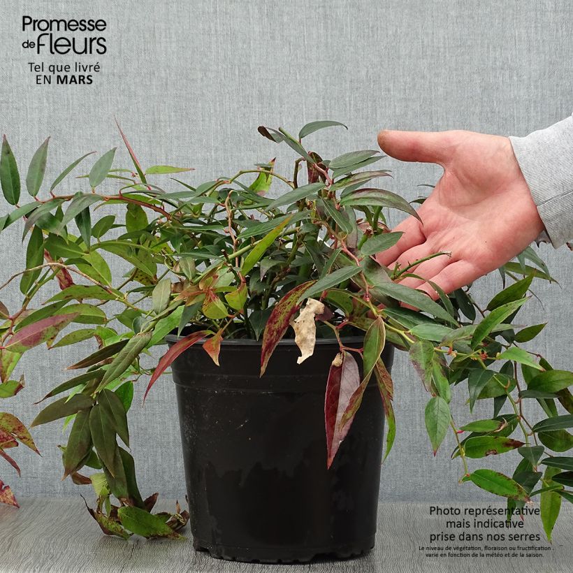 Leucothoe walteri Royal Ruby Pot de 2L sample as delivered in winter