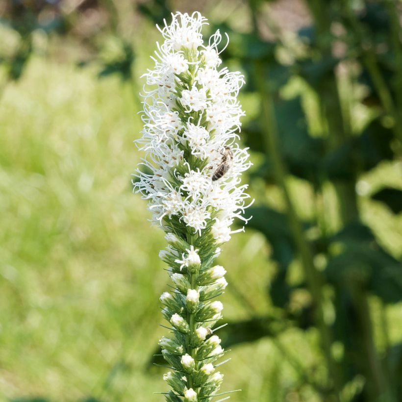 Liatris spicata Floristan White - Dense Blazing star (Flowering)