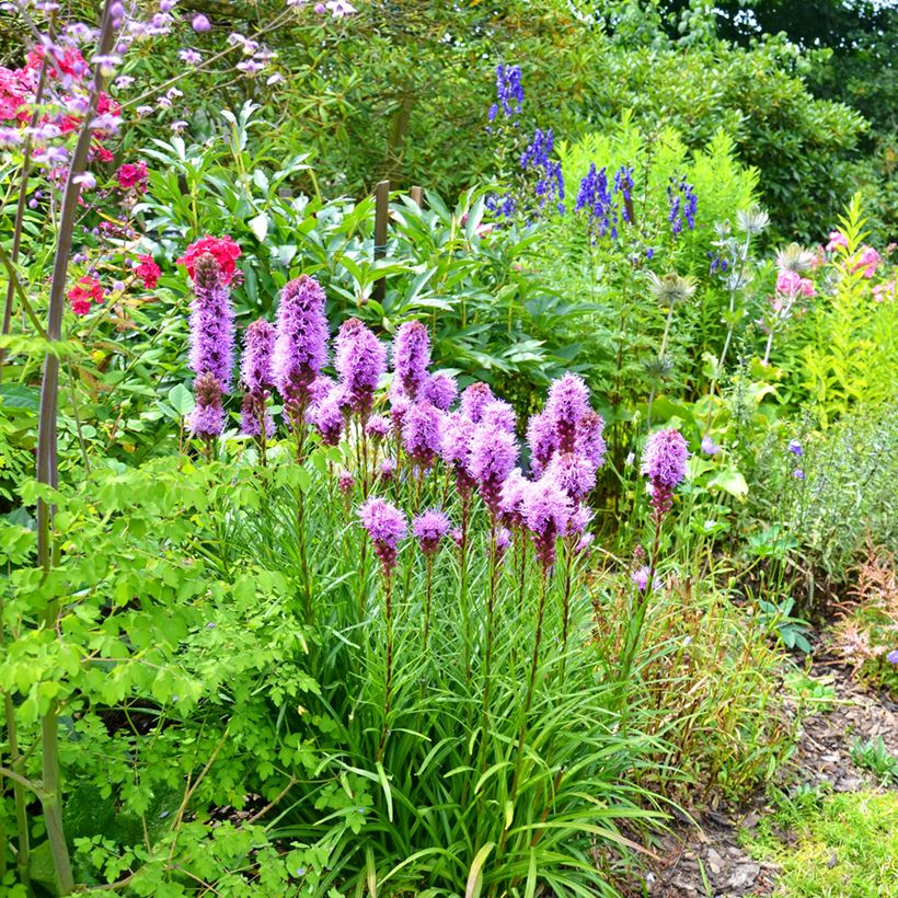 Liatris spicata (Plant habit)