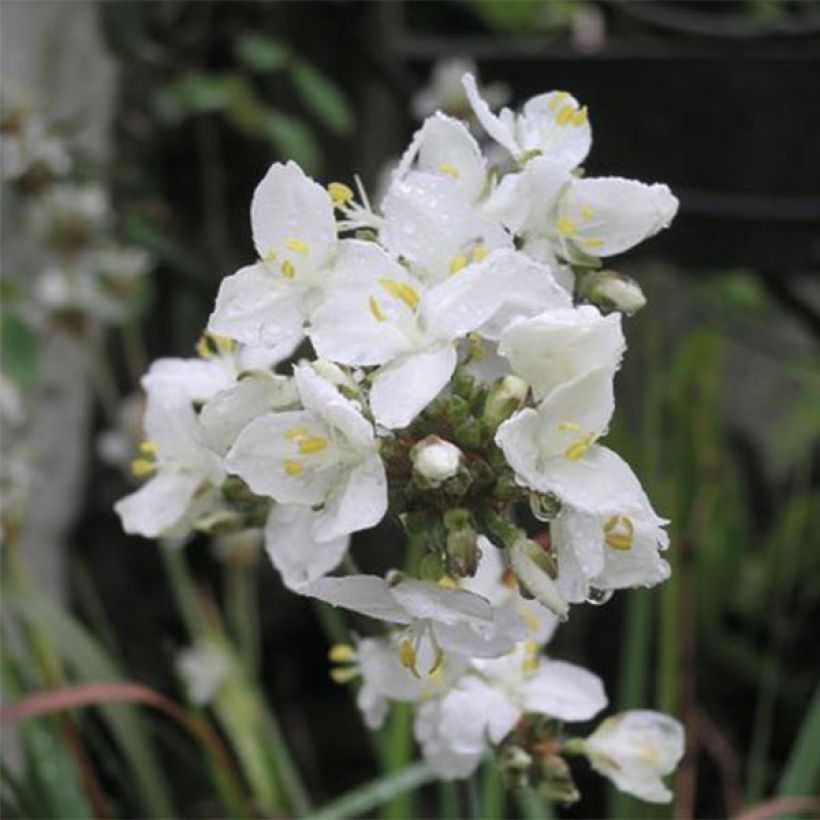 Libertia grandiflora (Flowering)