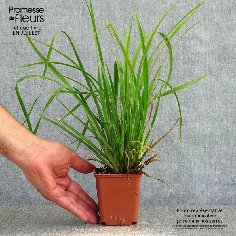 Libertia grandiflora - Godet de 9cm sample as delivered in summer