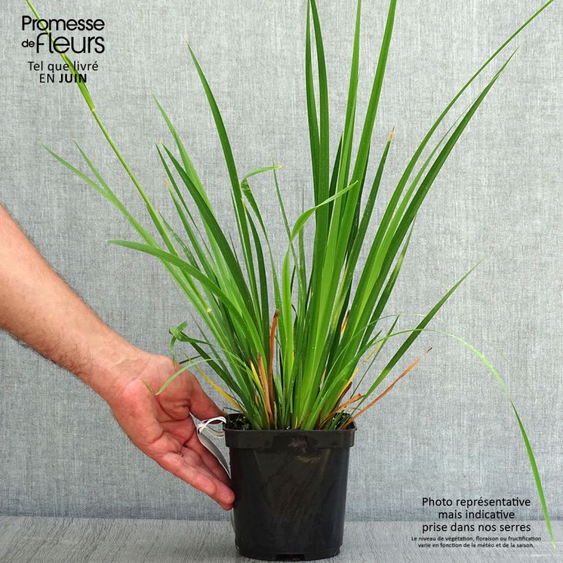 Libertia grandiflora - Pot de 2L/3L sample as delivered in summer