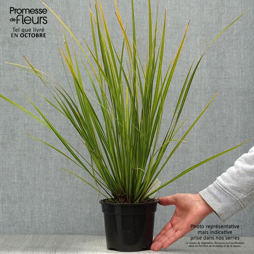 Libertia ixioides Goldfinger 2L/3L pot sample as delivered in autumn