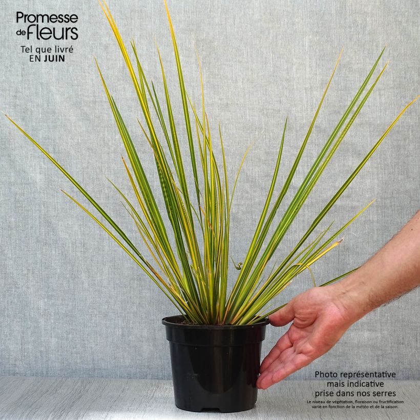 Libertia ixioides Goldfinger Pot de 2L/3L sample as delivered in summer