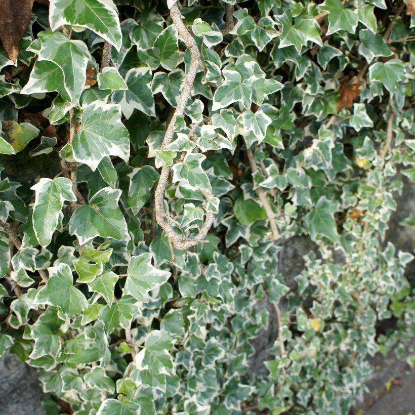 Hedera helix Eva - Common Ivy (Plant habit)