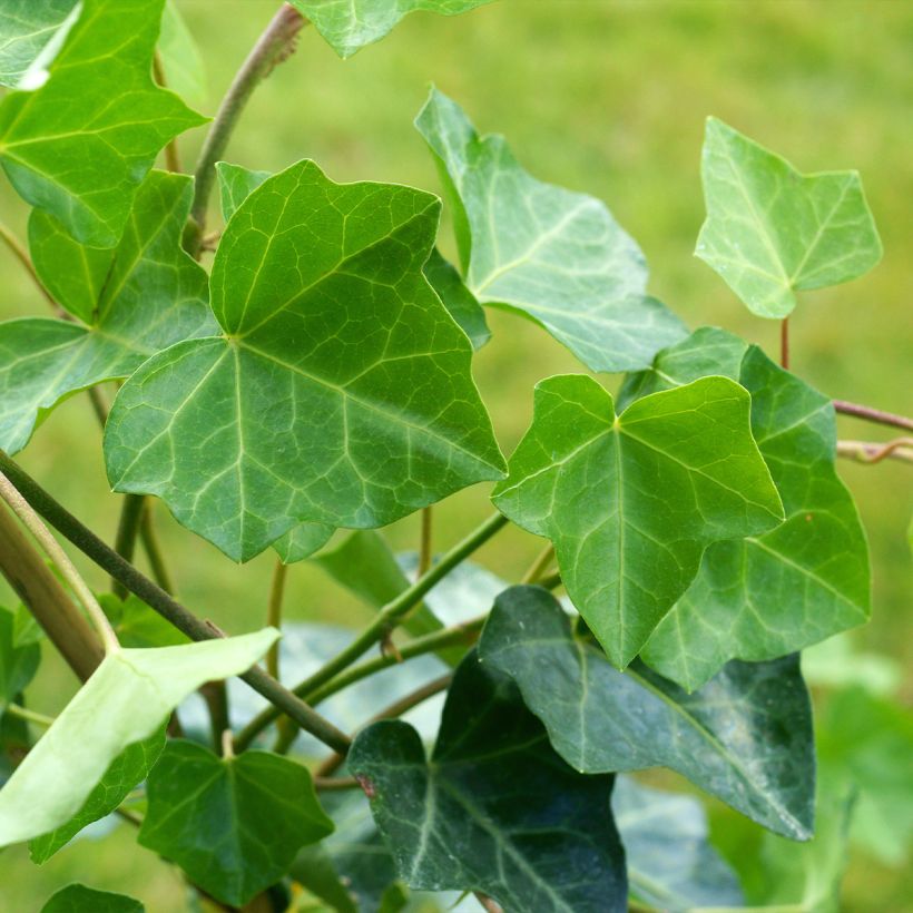 Hedera helix Woerner - Common Ivy (Foliage)