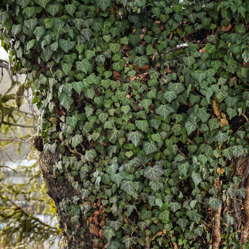 Hedera helix Woerner - Common Ivy (Plant habit)