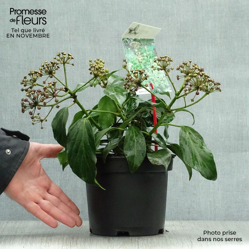 Lierre de Colchide - Hedera colchica Arborescens (Fall Favorite) Pot de 2L/3L sample as delivered in autumn