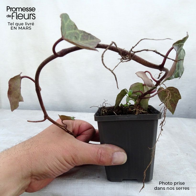 Hedera colchica - Persian Ivy 8/9 cm pot sample as delivered in spring