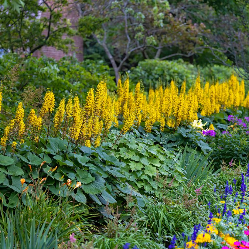Ligularia stenocephala Little Rocket - Leopard Plant (Plant habit)
