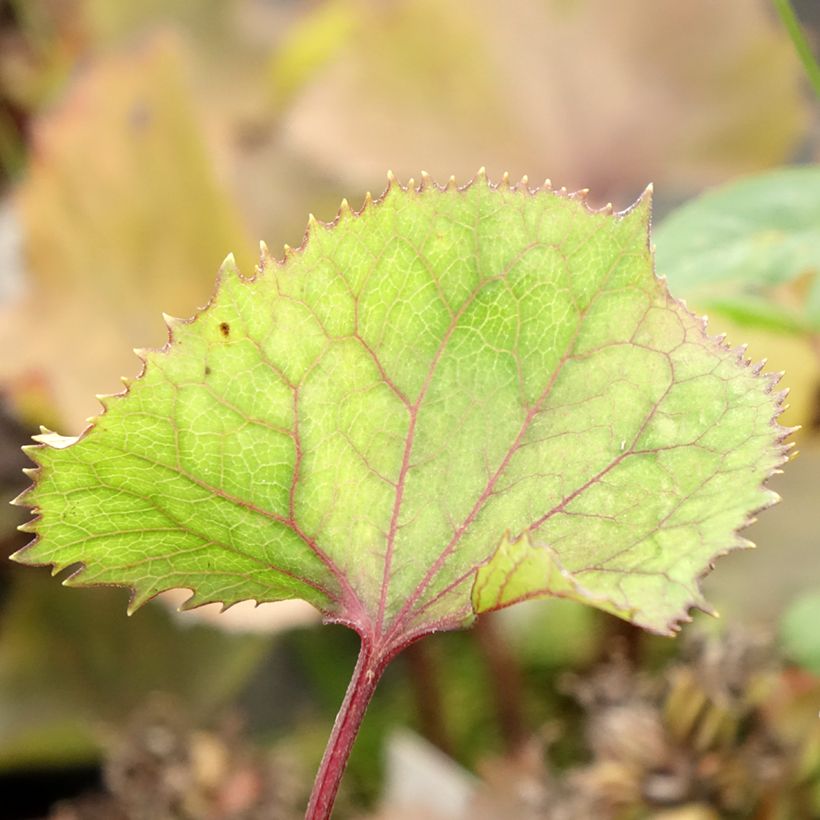 Ligularia hessei Lanternchern - Leopard Plant (Foliage)