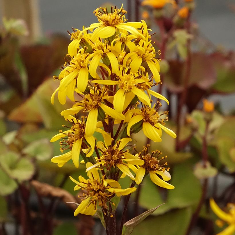 Ligularia hessei Lanternchern - Leopard Plant (Flowering)