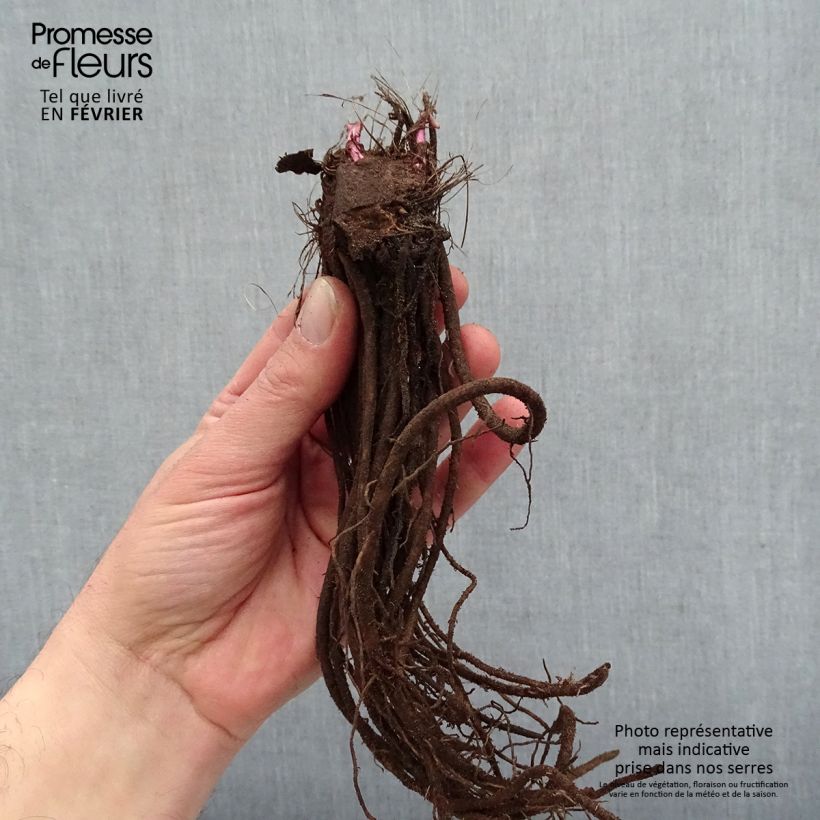Ligularia hessei Lanternchern - Leopard Plant Bare root sample as delivered in winter