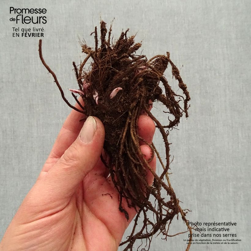 Ligularia dentata Little Golden Ray - Leopard Plant Bare root sample as delivered in winter