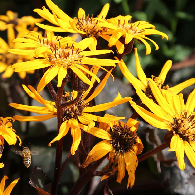 Ligularia dentata Britt-Marie Crawford - Leopard Plant (Flowering)