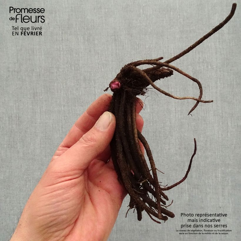 Ligularia dentata Garden Confetti - Leopard Plant Bare root sample as delivered in winter