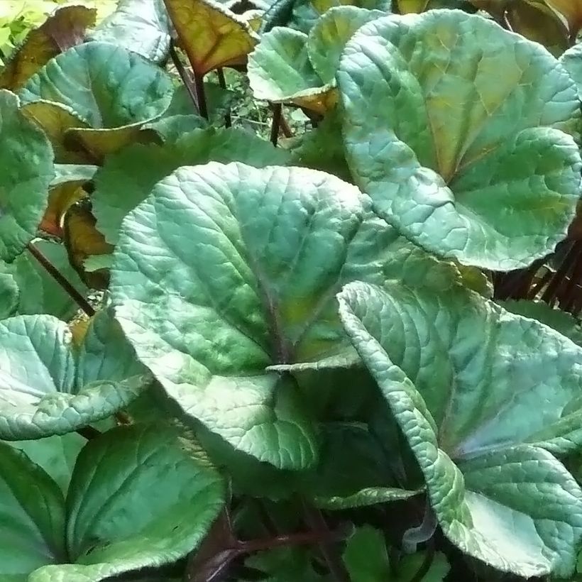 Ligularia dentata Othello - Leopard Plant (Foliage)