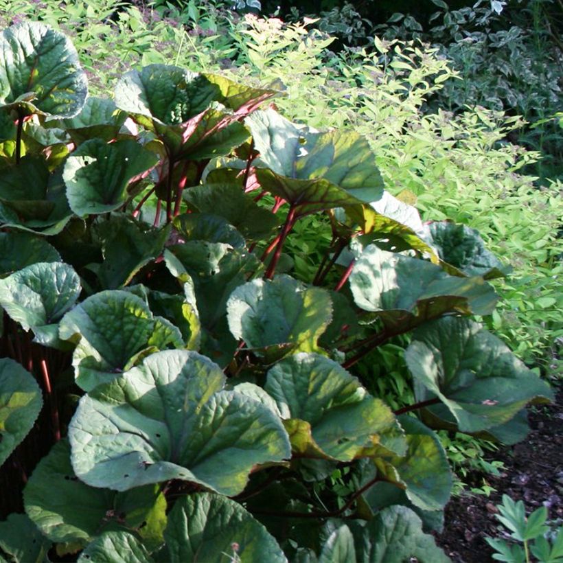 Ligularia dentata Othello - Leopard Plant (Plant habit)