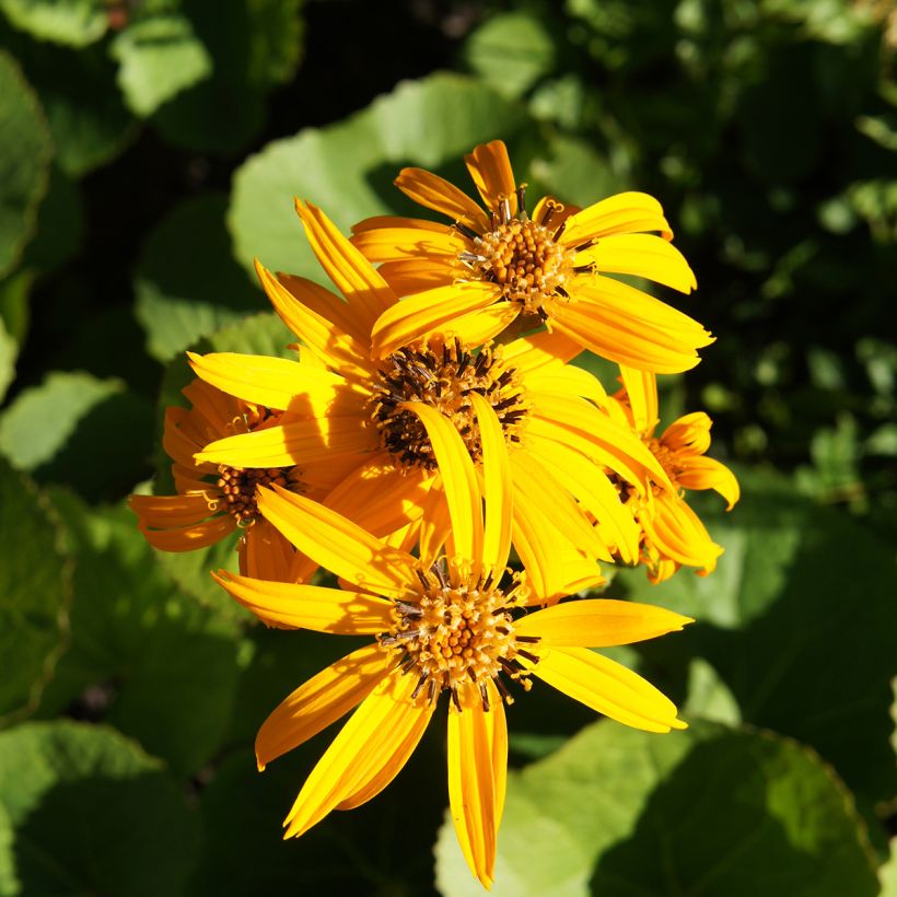 Ligularia dentata Othello - Leopard Plant (Flowering)