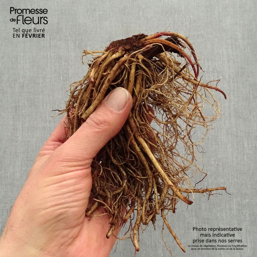 Ligularia dentata Othello - Leopard Plant Bare root sample as delivered in winter