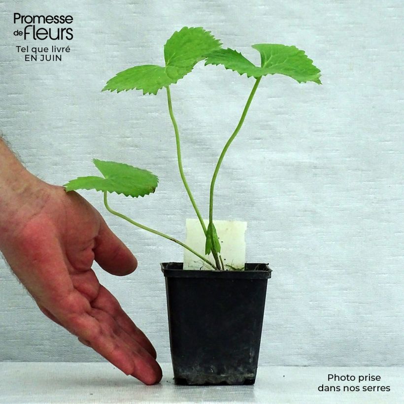 Ligularia hodgsonii - Leopard Plant 8/9 cm pot sample as delivered in summer