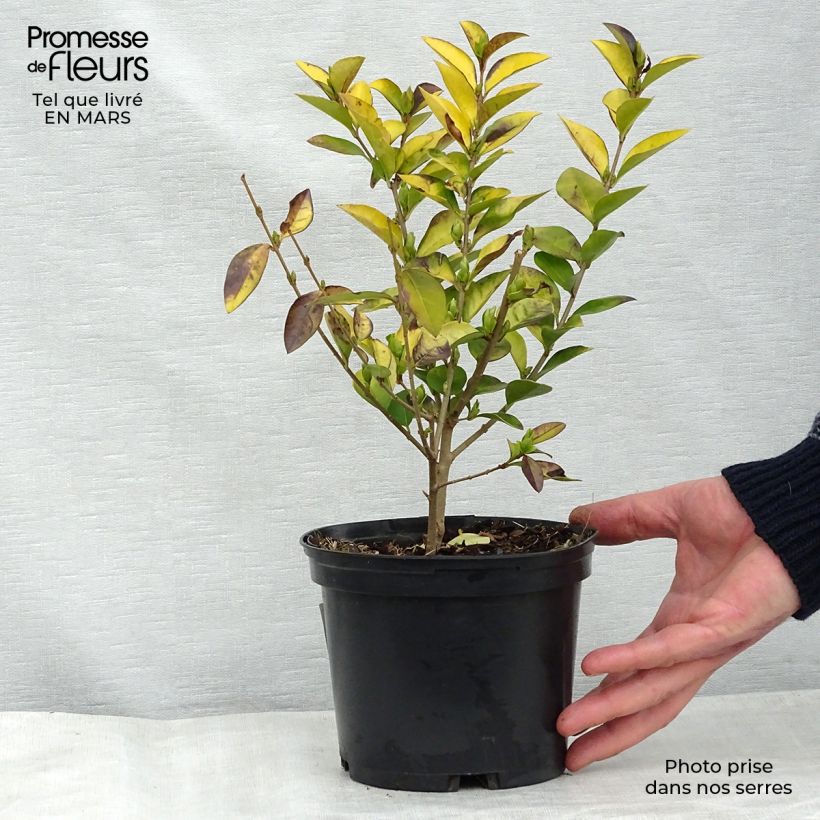 Troène doré - Ligustrum vicaryi 30/40cm en pot de 2L sample as delivered in winter