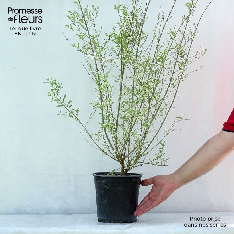 Ligustrum ibota Musli - Privet 3L/4L pot sample as delivered in summer