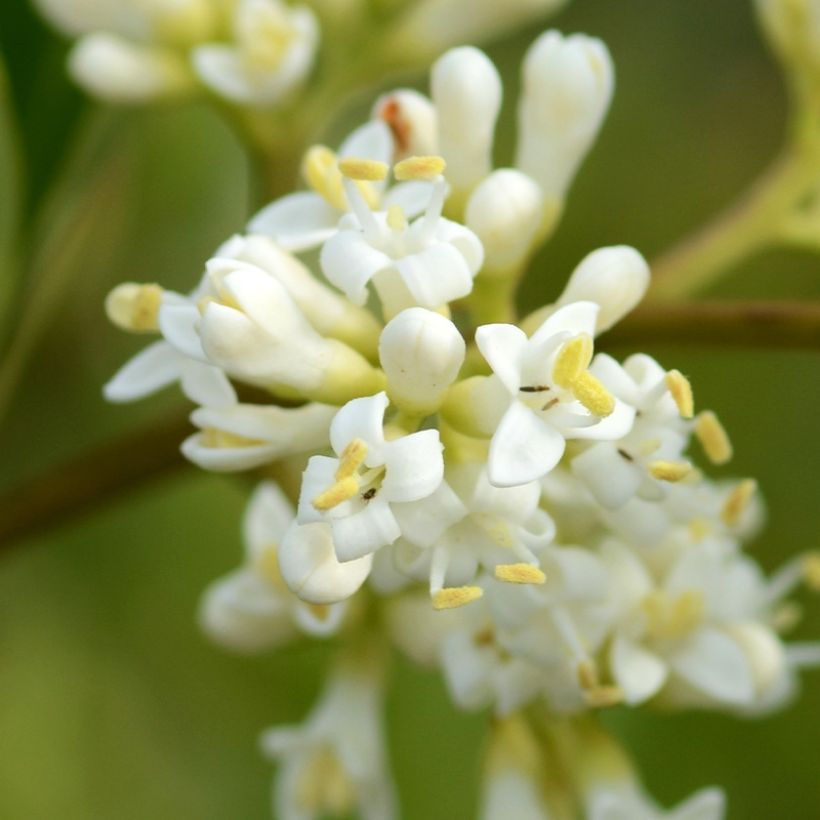 Ligustrum japonicum Coriaceum - Japanese Privet (Flowering)