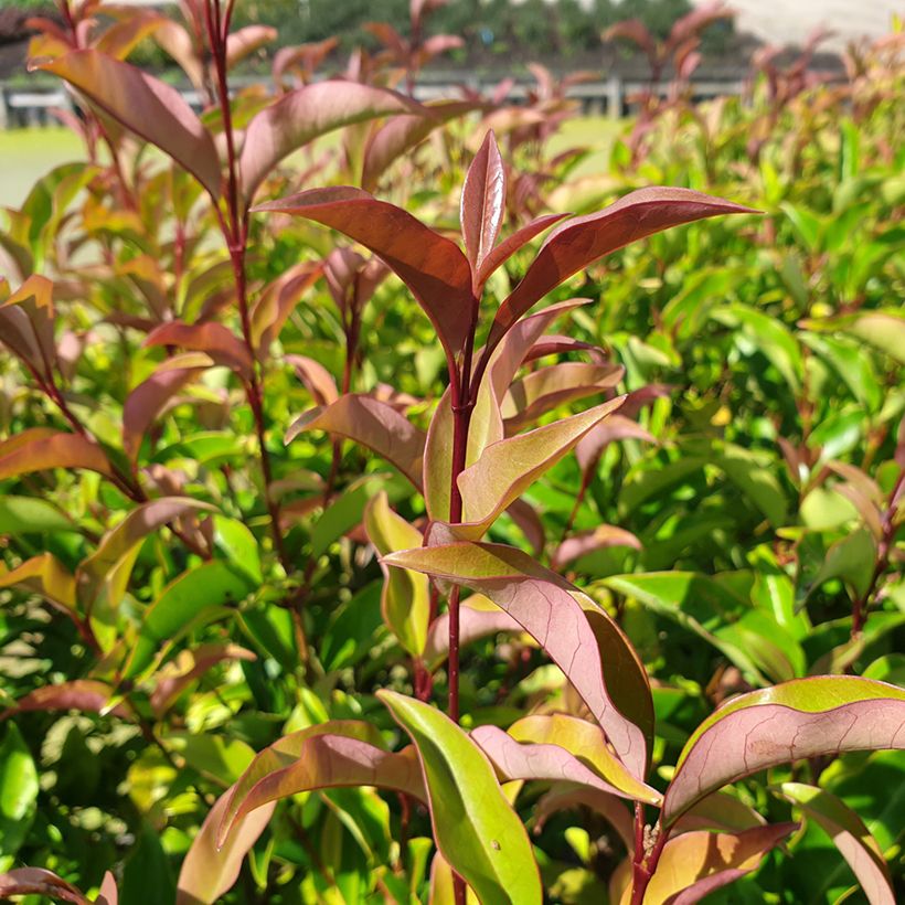 Ligustrum lucidum Bokrascreen (Foliage)