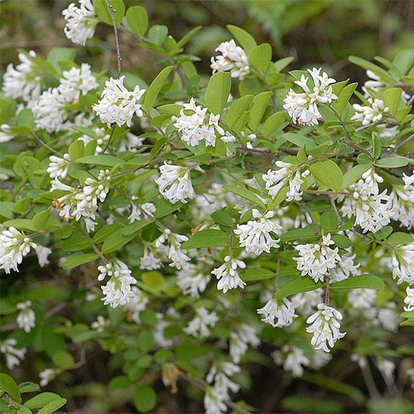Ligustrum obtusifolium Ilvomassi - Privet (Flowering)