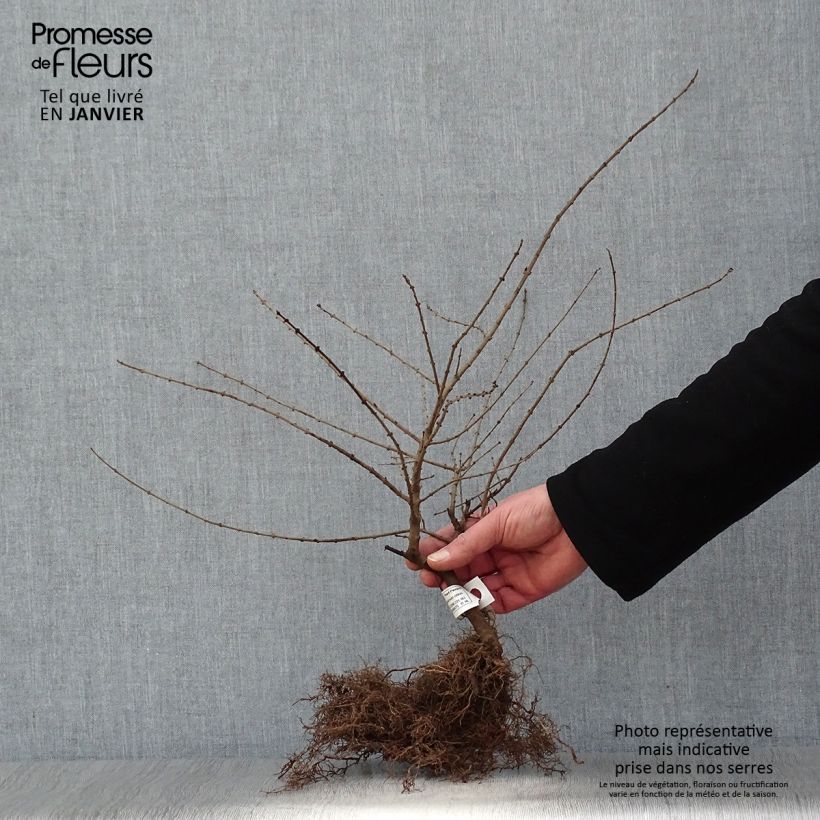 Ligustrum obtusifolium Regelianum - Privet Bare rootShipped height around 40/50cm sample as delivered in winter