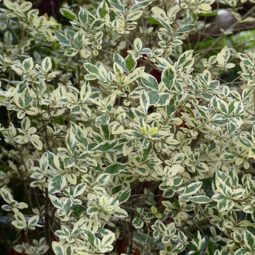 Ligustrum ovalifolium Argenteum - Garden Privet (Foliage)