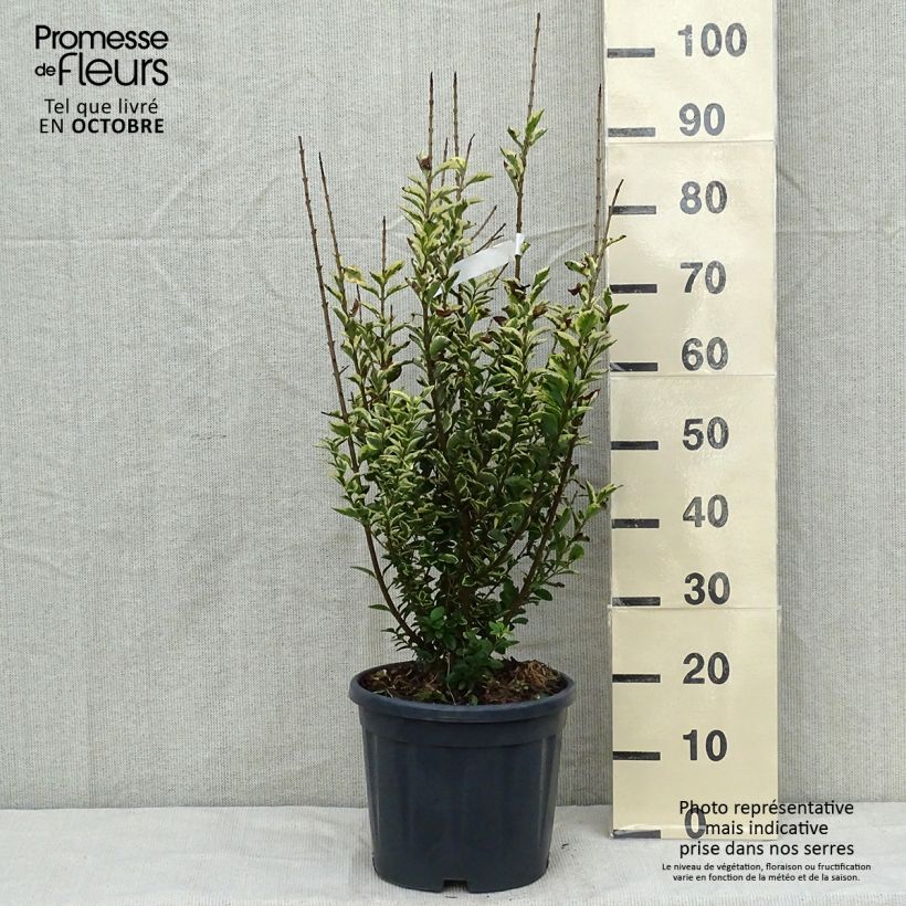 Troène doré - Ligustrum ovalifolium Aureum 80/100cm en pot de 10L sample as delivered in autumn