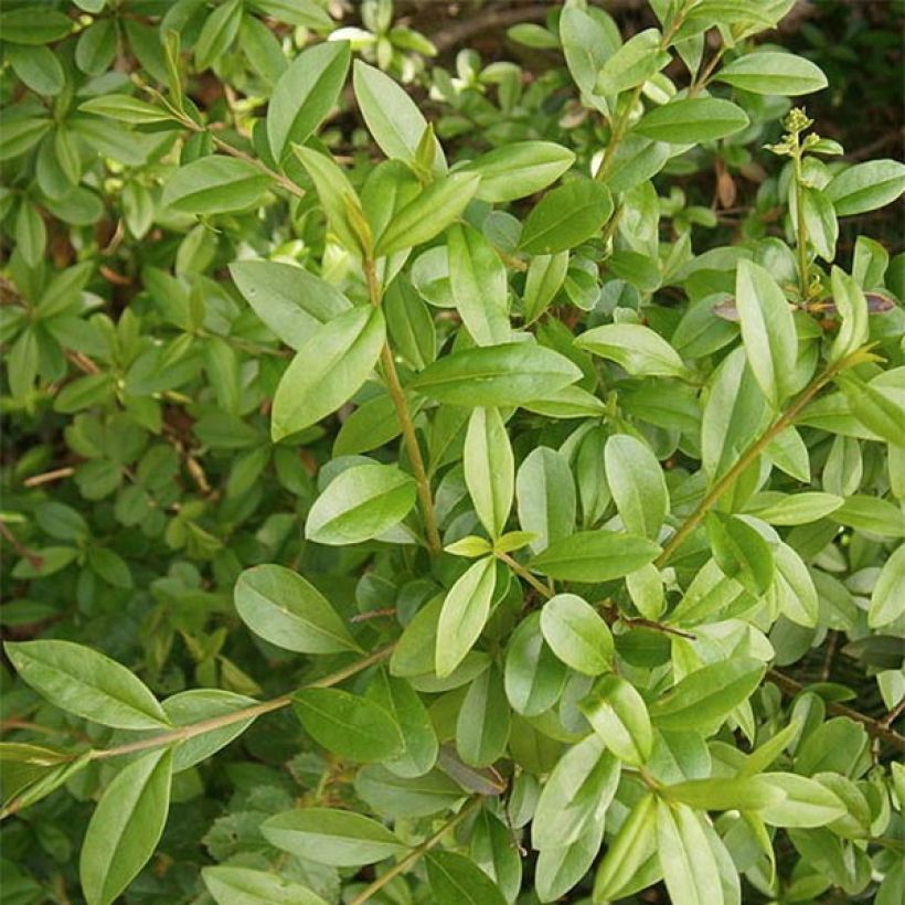 Common Privet - Ligustrum vulgare Atrovirens (Foliage)