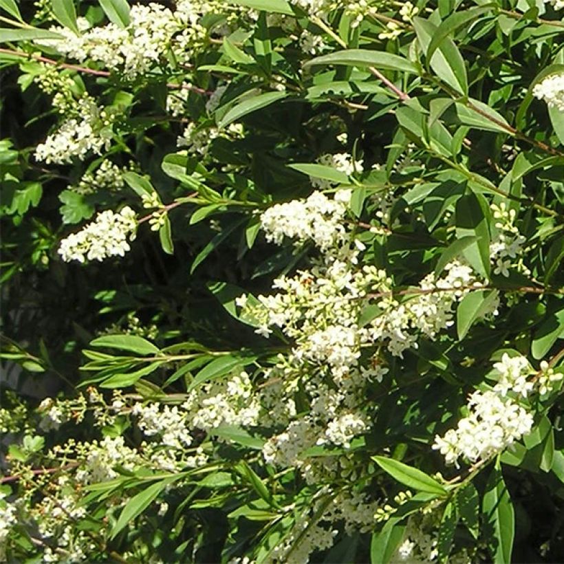 Common Privet - Ligustrum vulgare Lodense (Flowering)