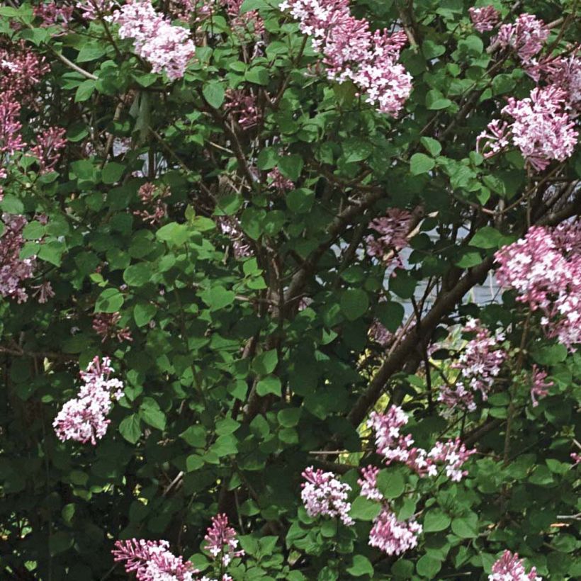 Syringa Pink Perfume - Lilac (Foliage)
