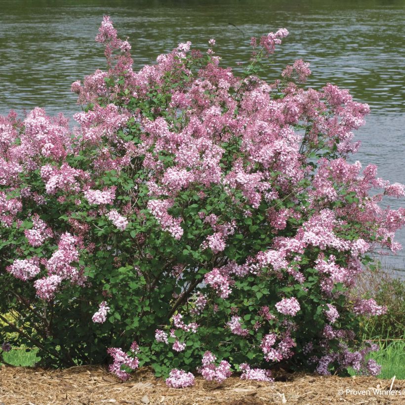 Syringa Pink Perfume - Lilac (Plant habit)