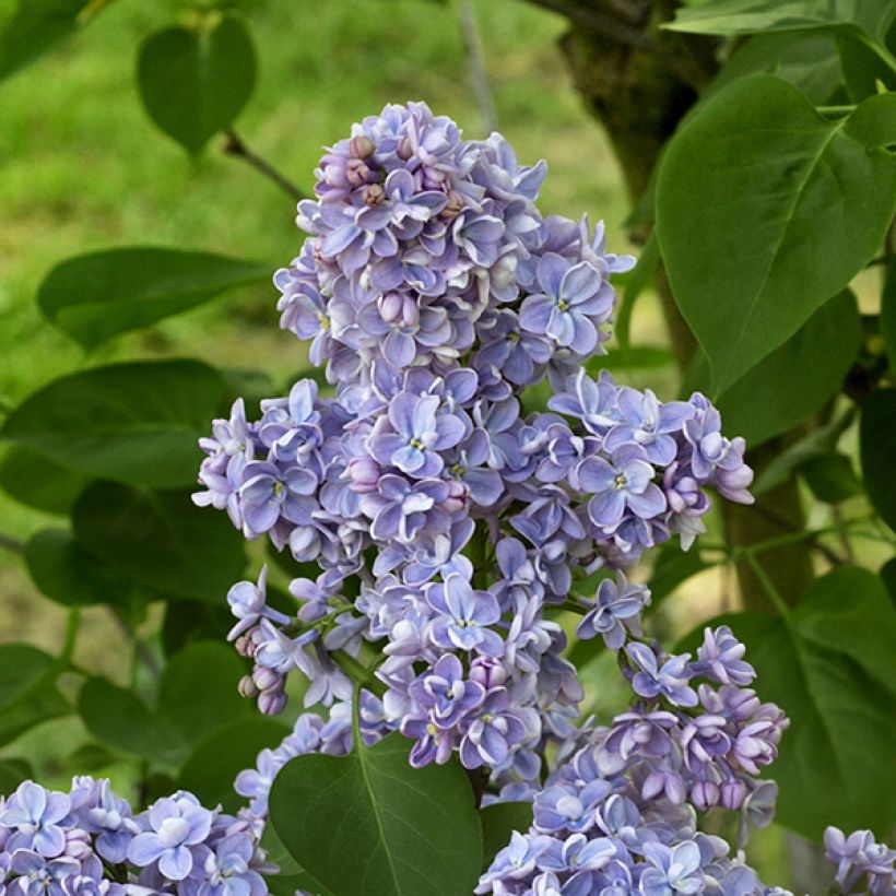Syringa vulgaris Capitaine Baltet - Common Lilac (Flowering)