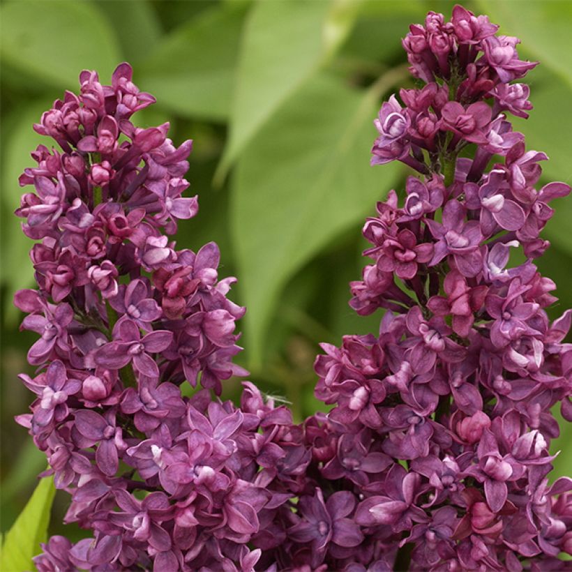 Syringa vulgaris Charles Joly - Common Lilac (Flowering)