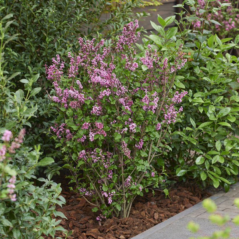 Syringa meyeri Little Rosie - Meyer's Lilac (Plant habit)