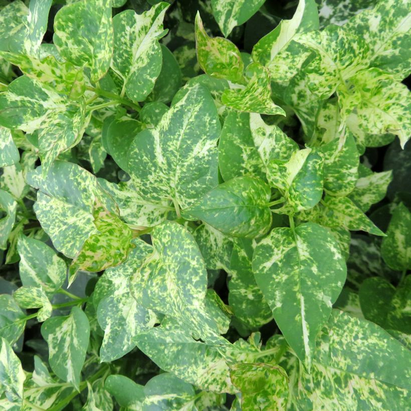 Syringa vulgaris Aucubaefolia (Foliage)