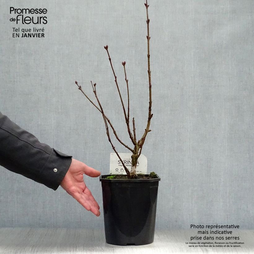 Lilas - Syringa vulgaris Michel Buchner en pot de 4/5L sample as delivered in winter