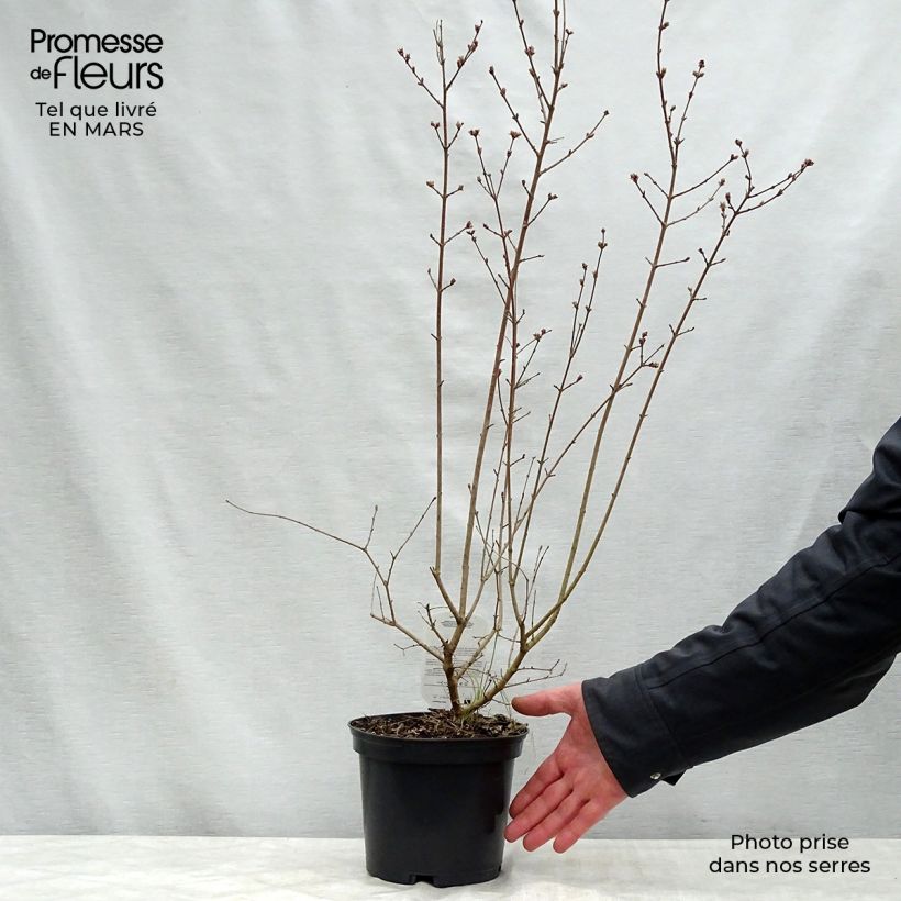 Syringa microphylla 'Red Pixie' sample as delivered in spring