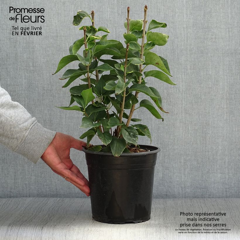Syringa vulgaris Kindy Rose Gaby - Common Lilac 4L/5L pot sample as delivered in autumn