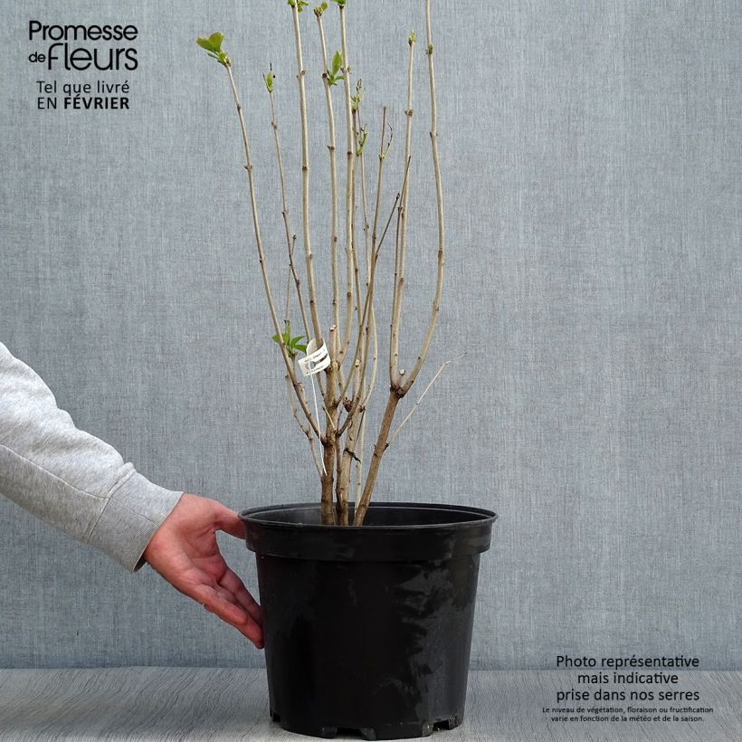 Syringa vulgaris Kindy Rose Gaby - Common Lilac 7.5L/10L pot sample as delivered in autumn