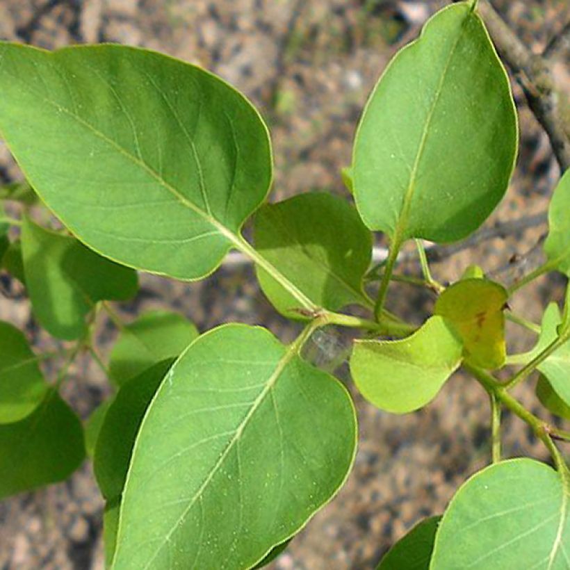 Syringa vulgaris Konchalovskii - Common Lilac (Foliage)